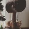 FLUTE - Femmina - 9 anni (nata a maggio 2016)  - Razza: British Shorthair  - Carattere: buona, socievole, tranquilla   Foto 8
